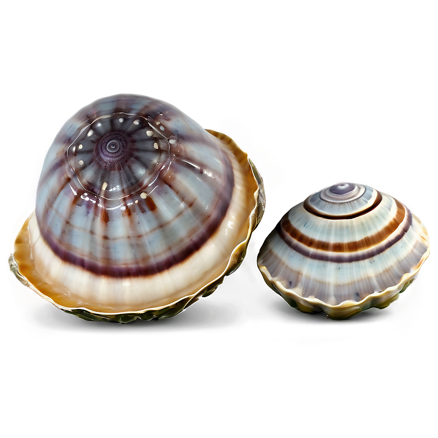 Clam In Seashell Collection Png Rrw PNG Image