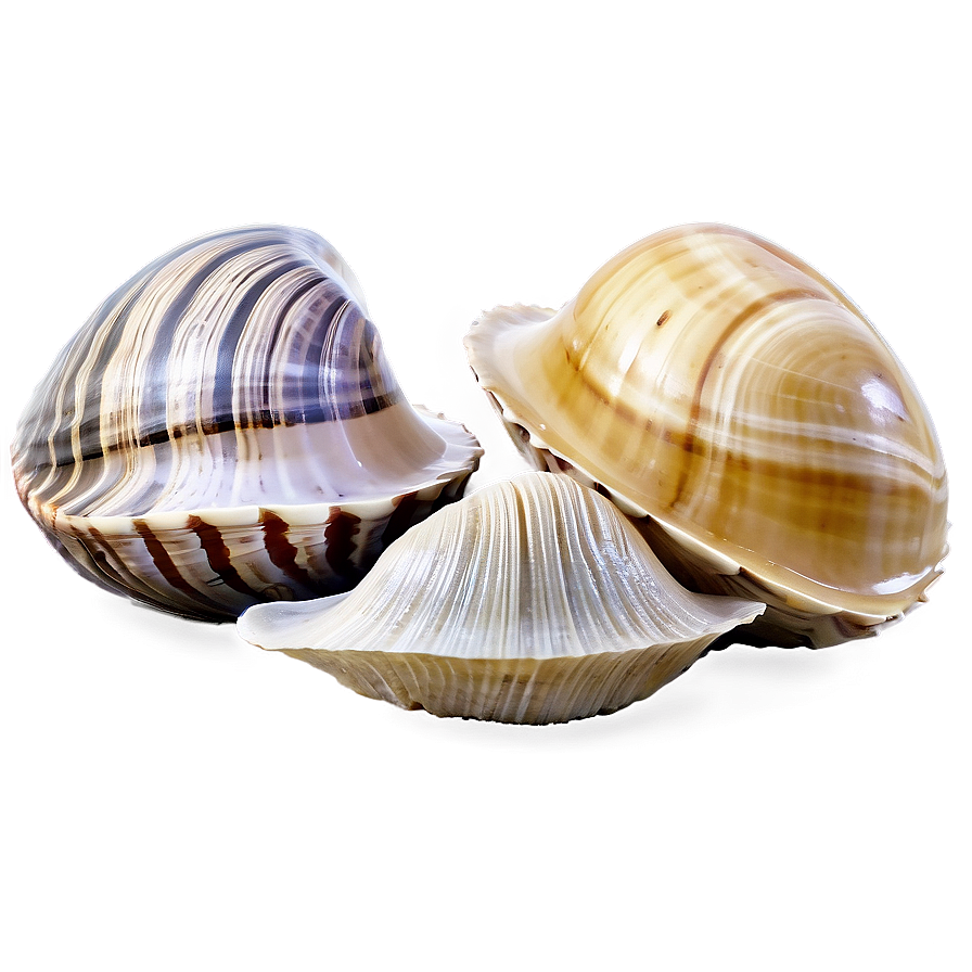 Clam In Seashell Collection Png Sdj21 PNG Image