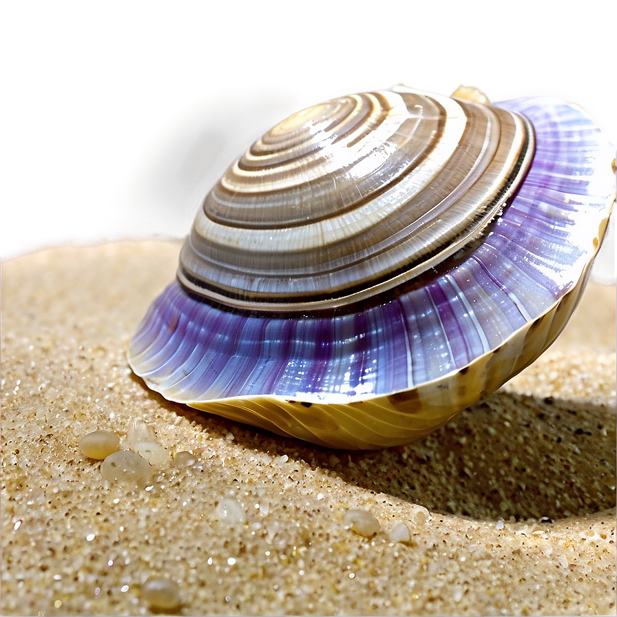 Clam On Beach Sand Png Mlb PNG Image