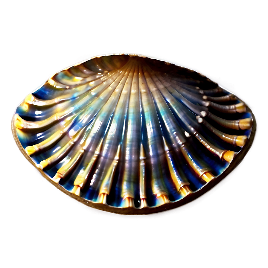 Clam Shell Decoration Png Xci43 PNG Image