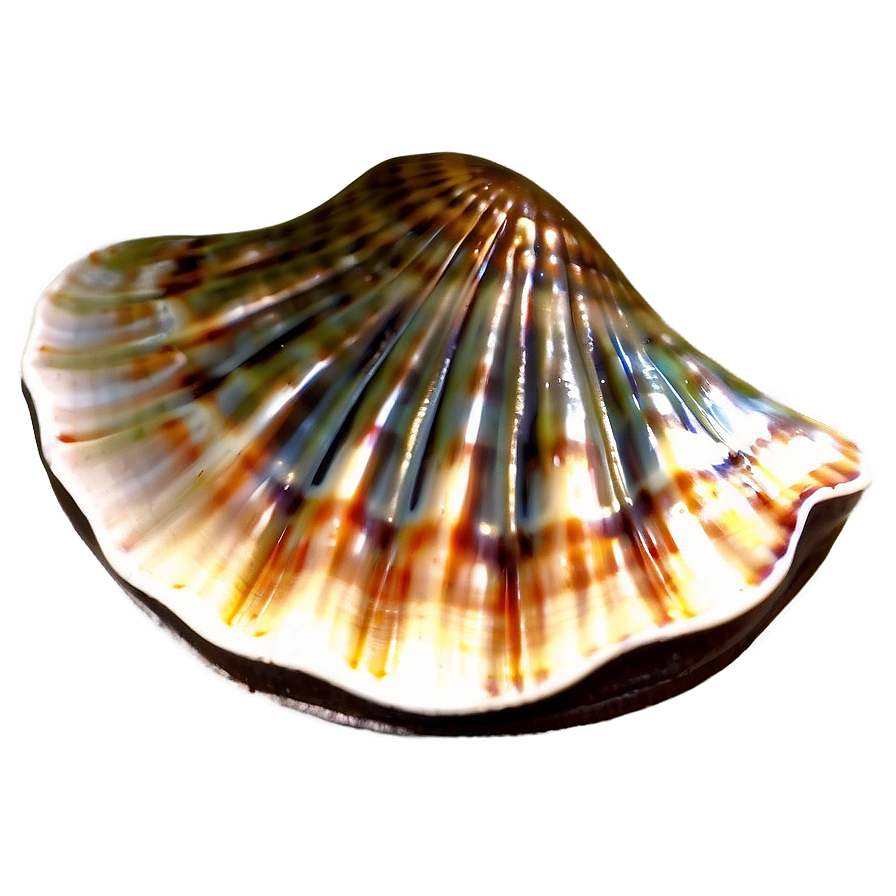 Clam Shell Emblem Png 95 PNG Image