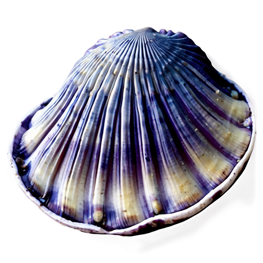 Clam Shell Illustration Png Bup PNG Image