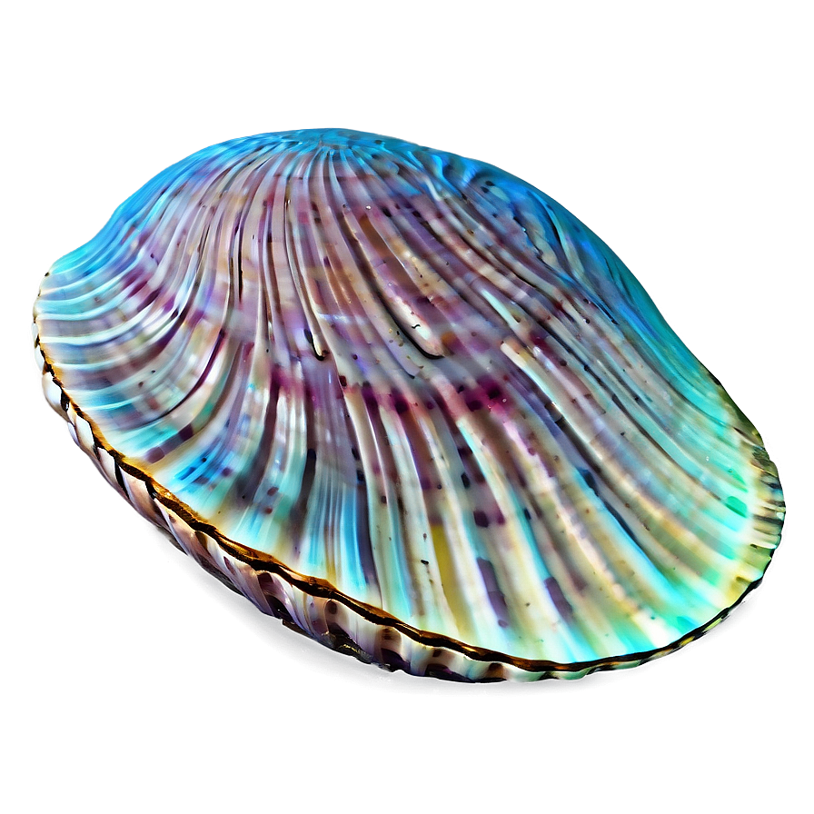 Clam Shell Outline Png Dhw73 PNG Image