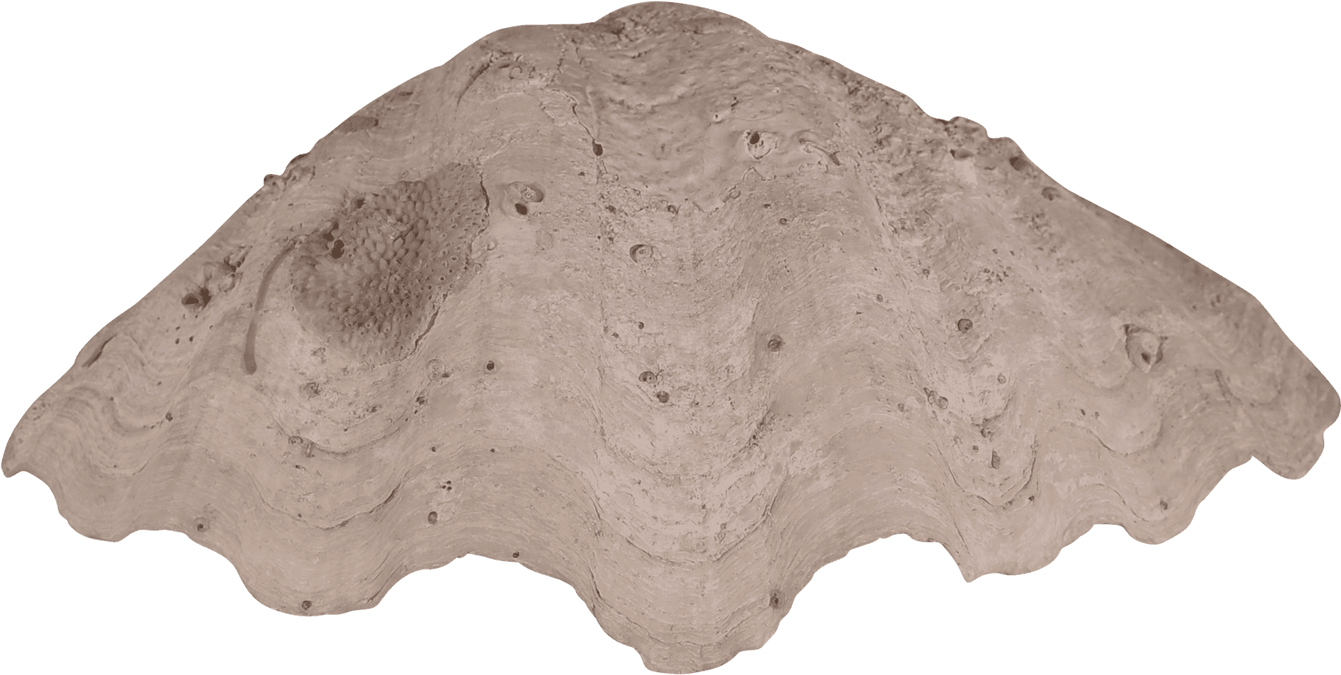 Clam Shell Texture PNG Image