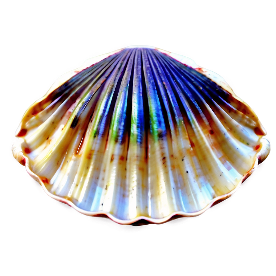 Clam Shell Vector Art Png Jnh PNG Image