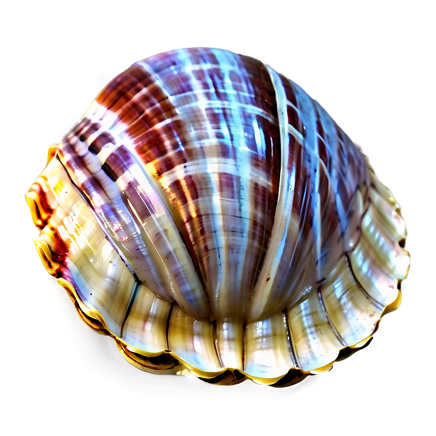 Clam Shell Vector Png 05212024 PNG Image