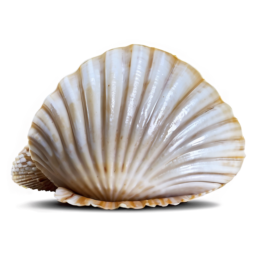 Clam Shell Vector Png Qiy67 PNG Image