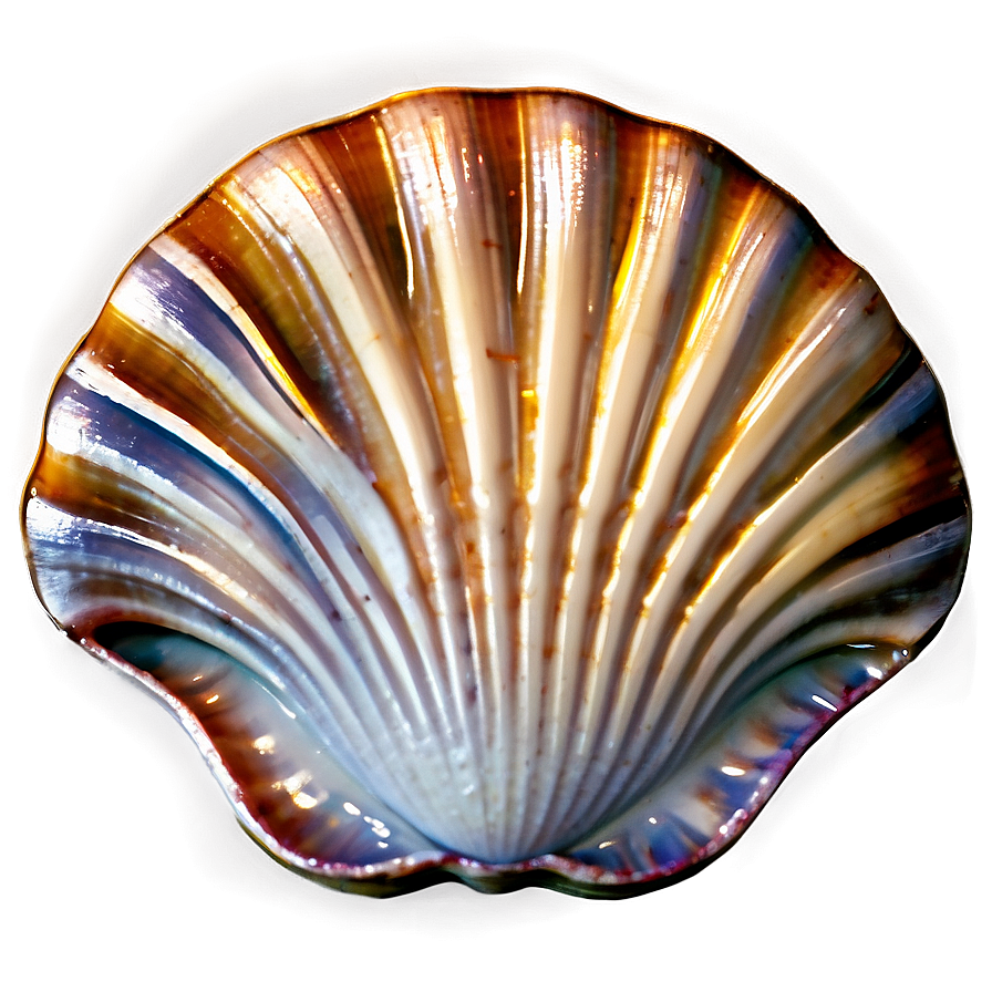 Clam Shell With Pearl Png Jmf PNG Image