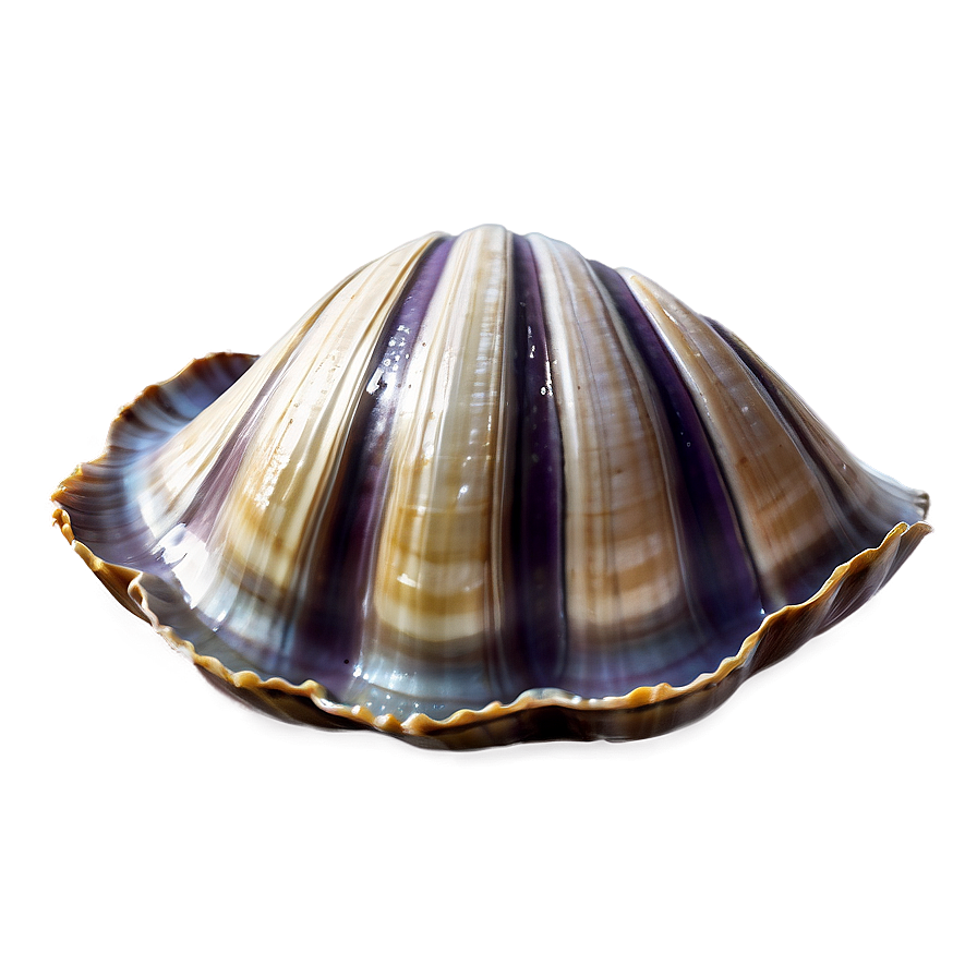 Clam Shell With Water Png Cmf42 PNG Image