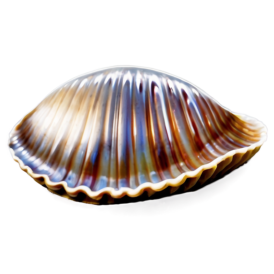 Clam With Shiny Pearl Png 05242024 PNG Image