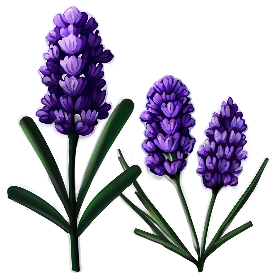 Classic Lavender Illustration Png 06292024 PNG Image