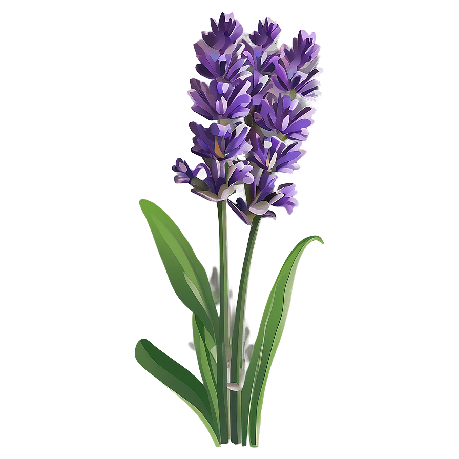 Classic Lavender Illustration Png Cwa PNG Image