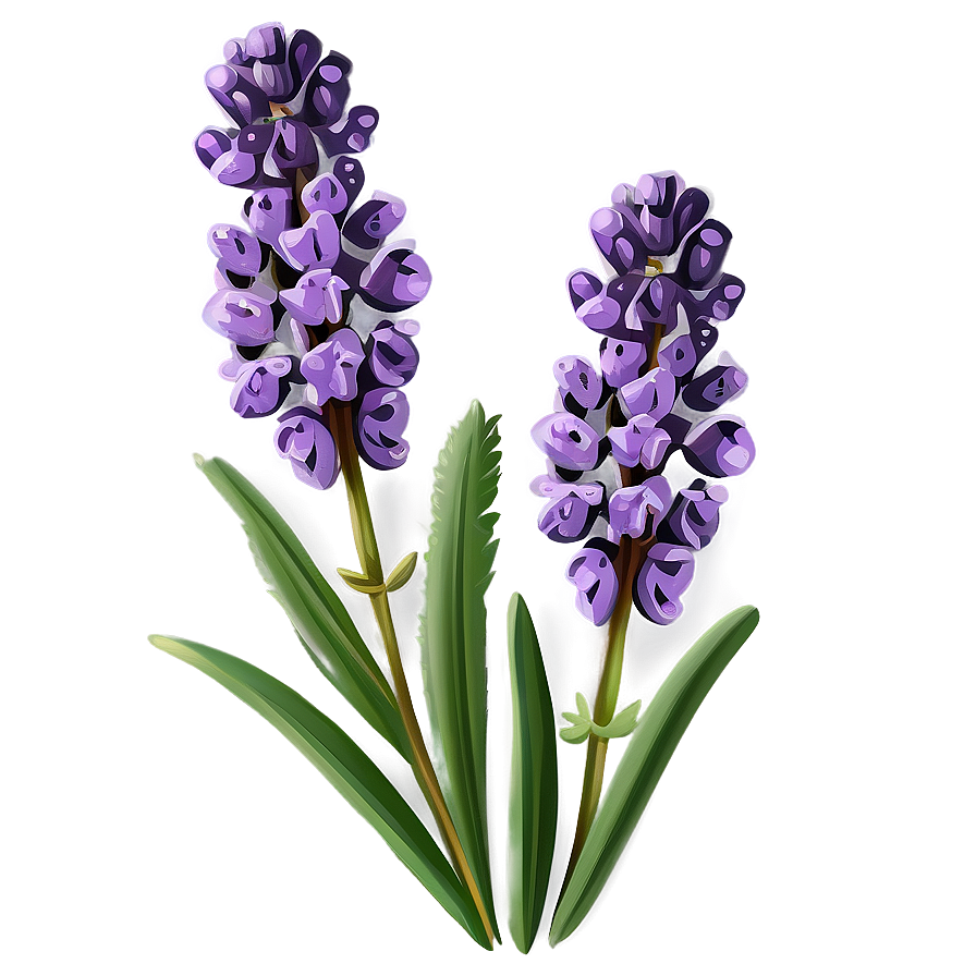 Classic Lavender Illustration Png Ihp PNG Image