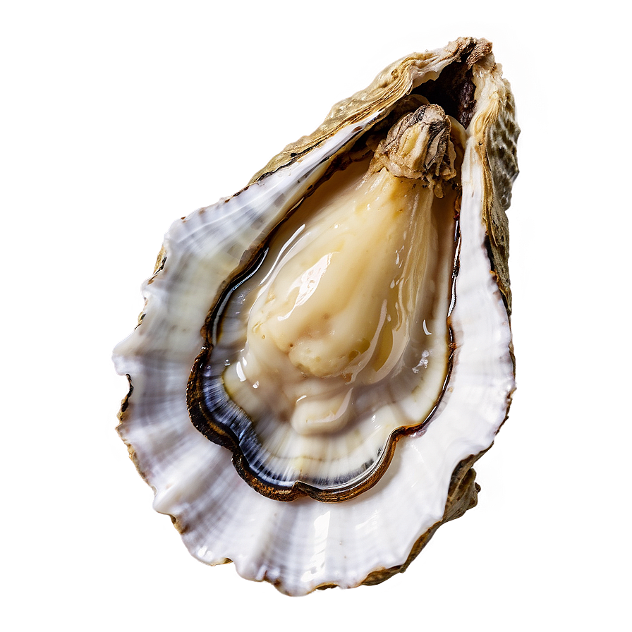 Classic Oyster Png Oar68 PNG Image