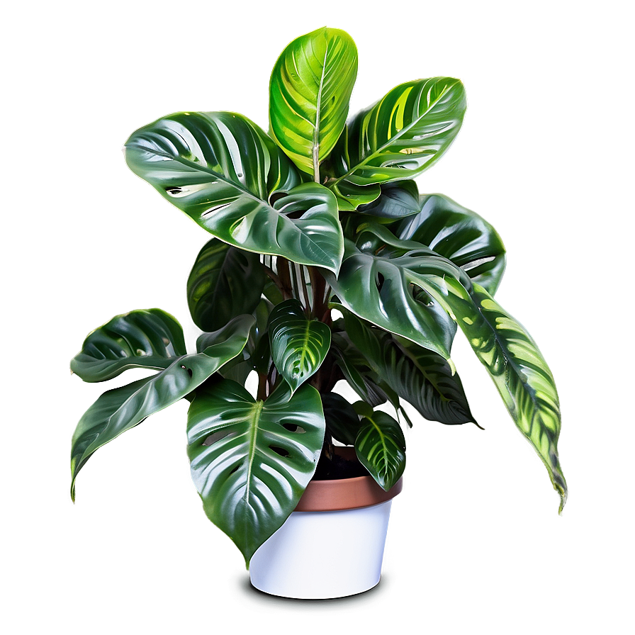 Climbing Houseplant Png 06202024 PNG Image