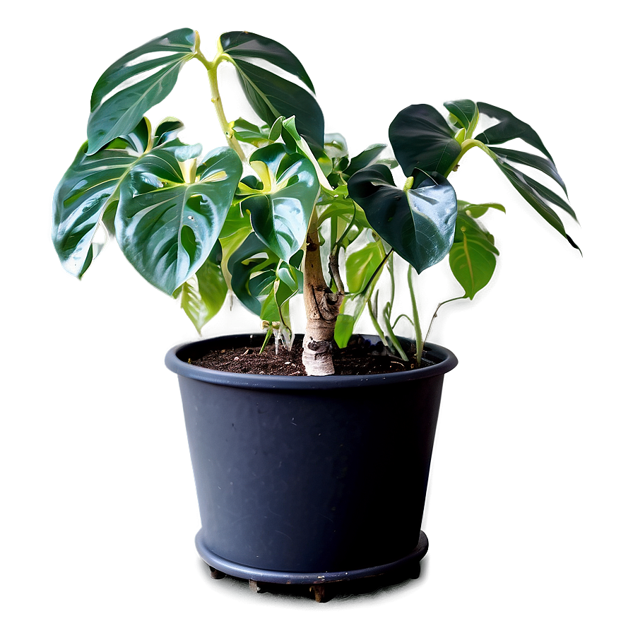 Climbing Houseplant Png Sps PNG Image