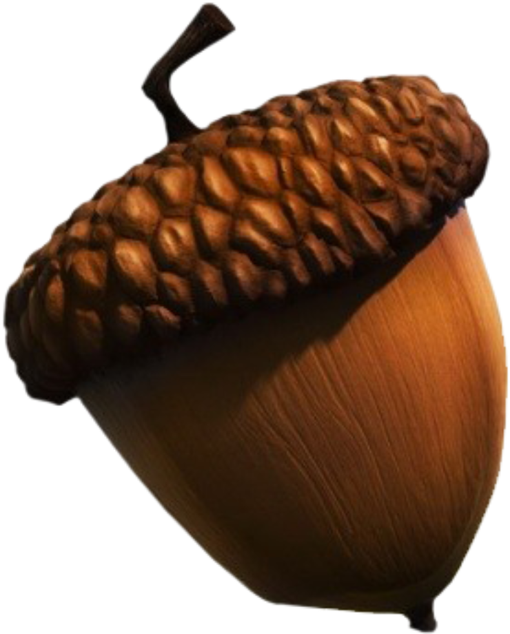 Close Up Acorn Isolated PNG Image