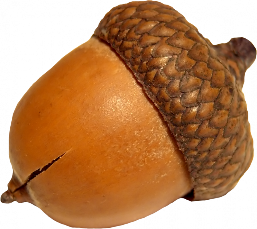 Close Up Acorn Isolated PNG Image