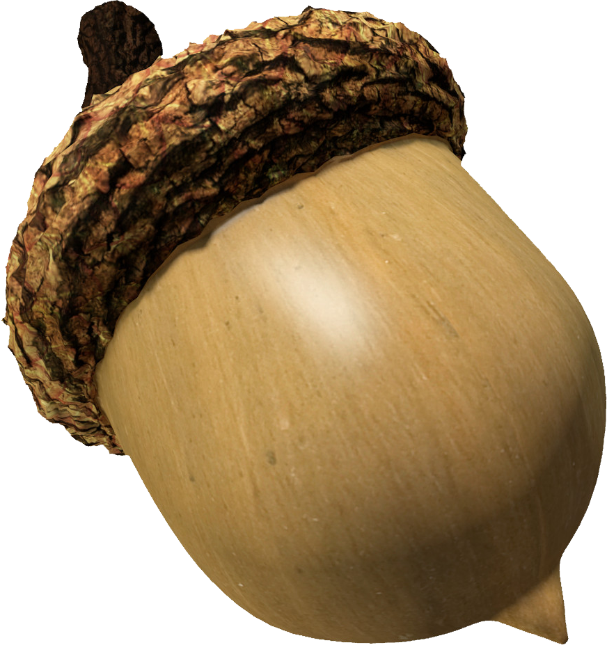 Close Up Acorn Texture PNG Image