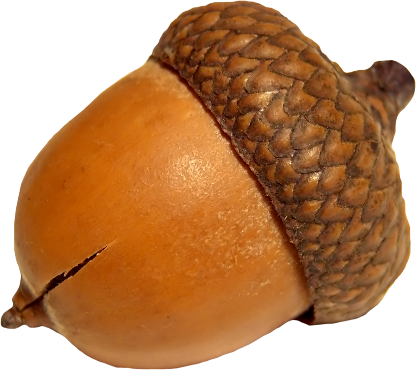 Close Up Acorn Texture PNG Image