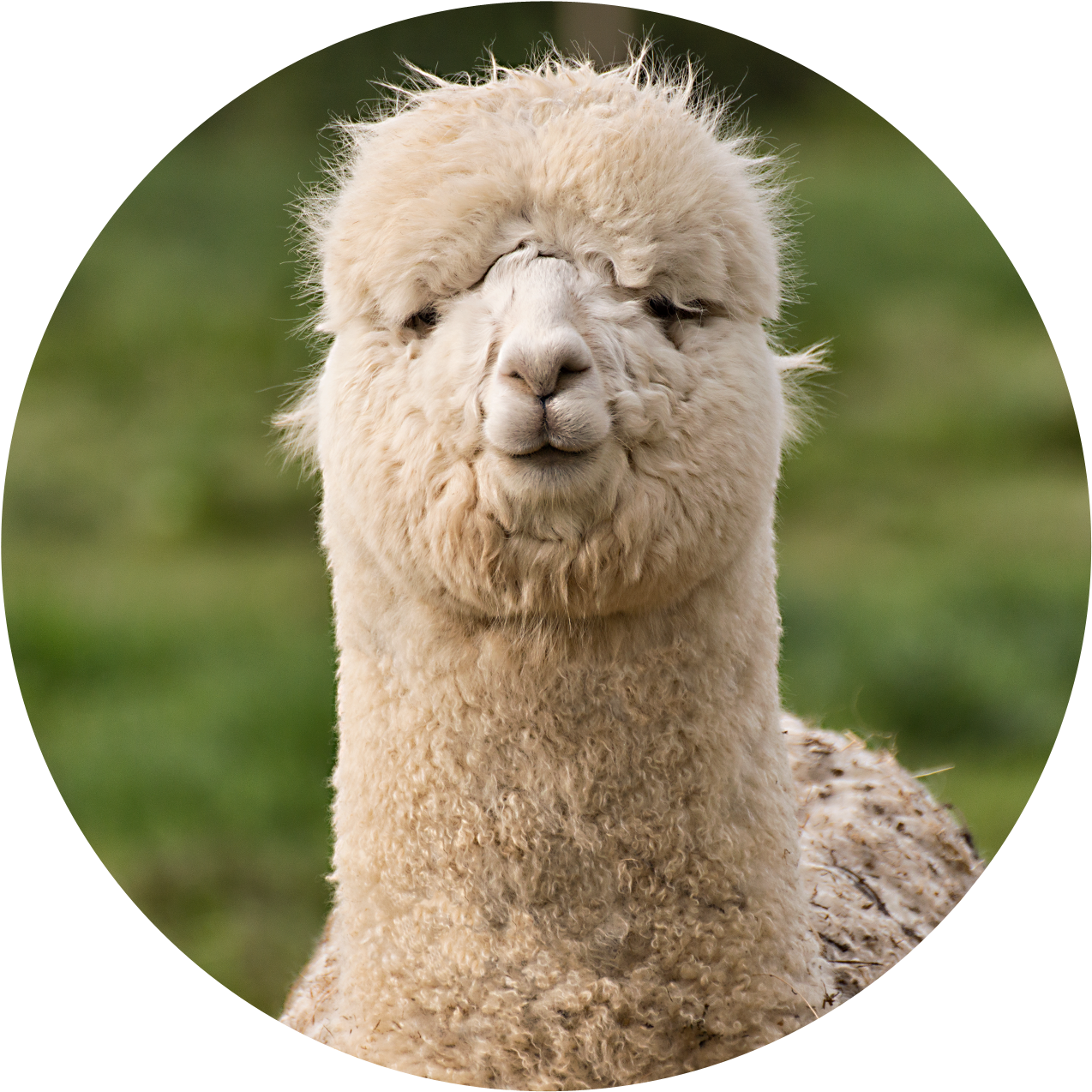 Close Up Alpaca Portrait PNG Image