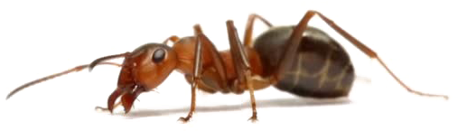 Close Up Ant Transparent Background PNG Image