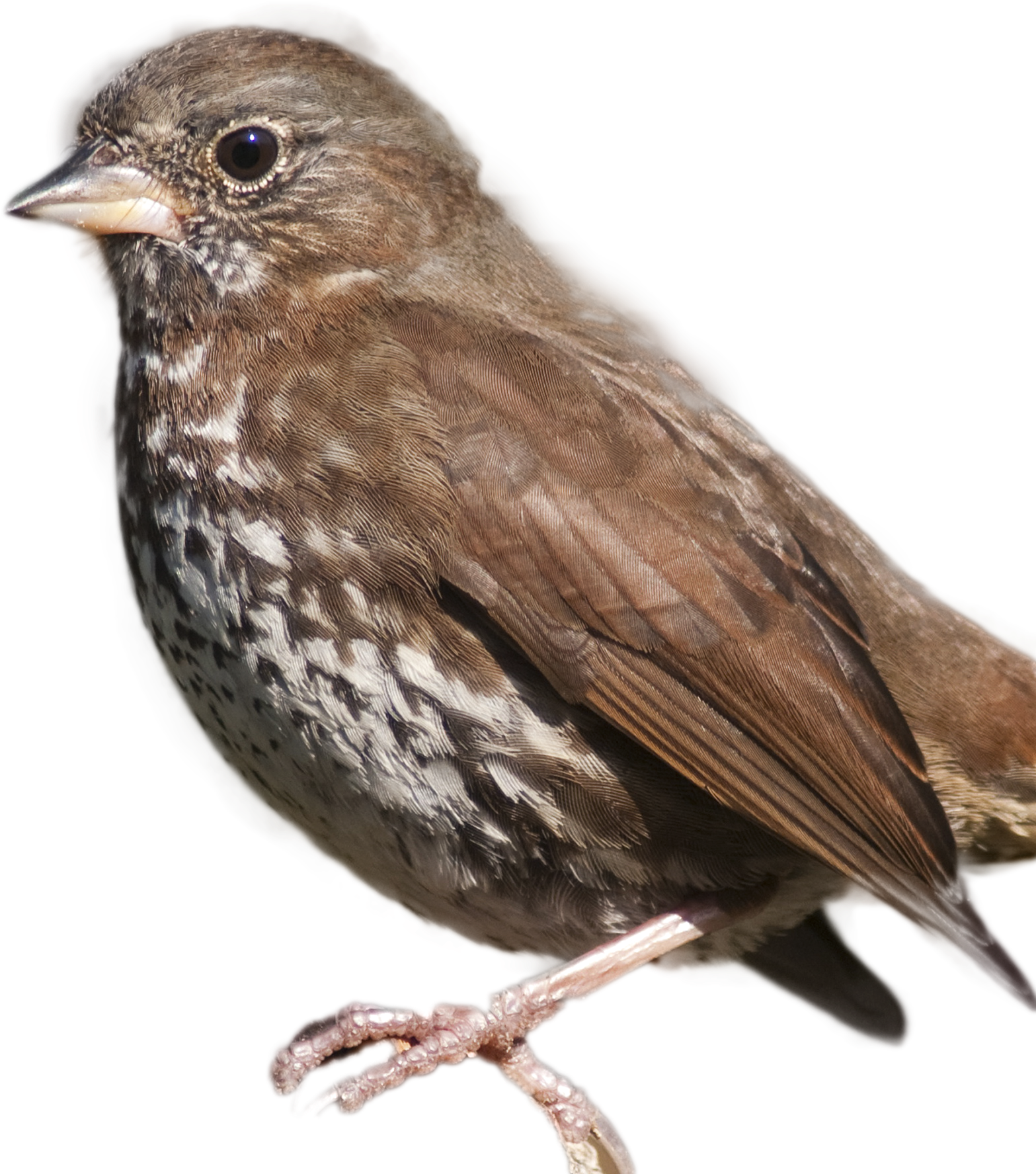 Close Up Brown Sparrow PNG Image