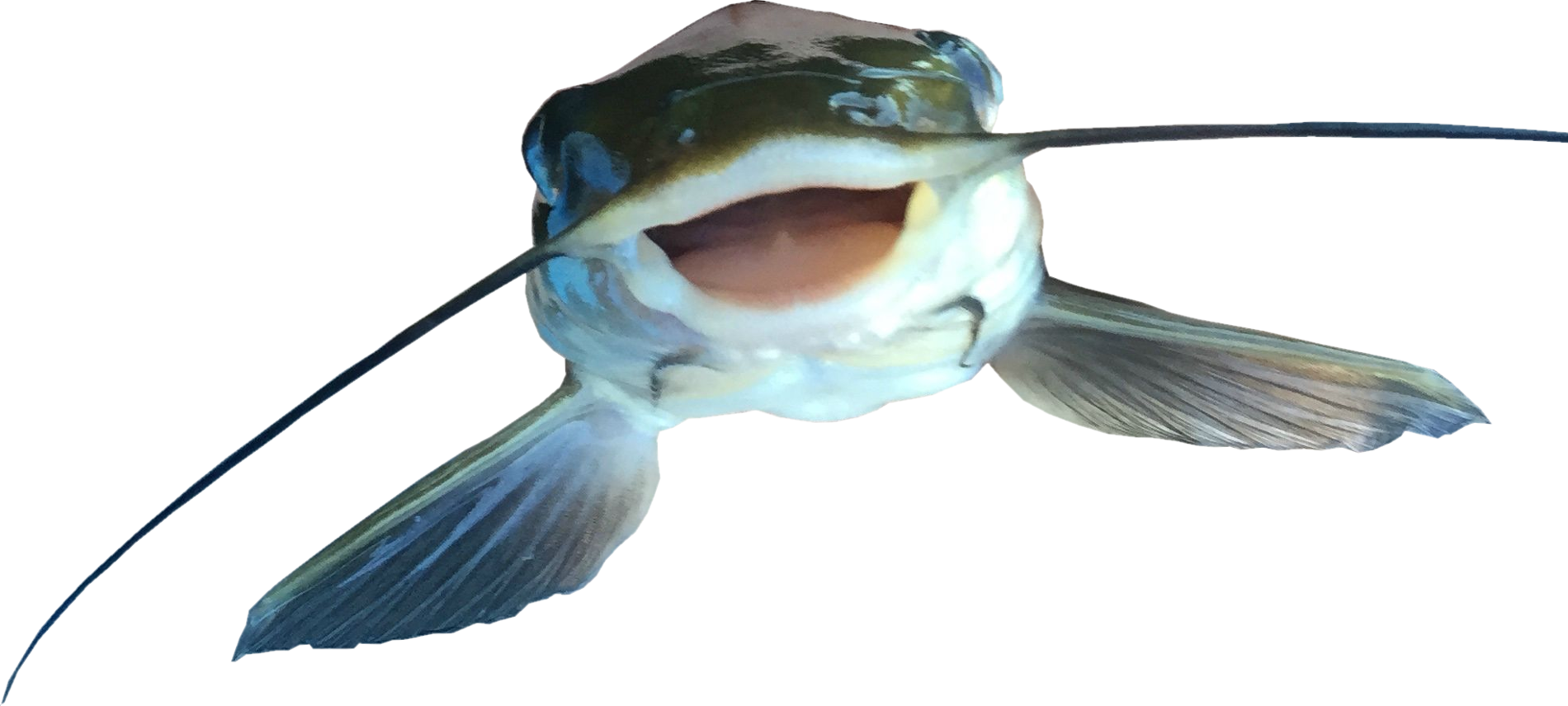 Close Up Catfish Mouth Open PNG Image