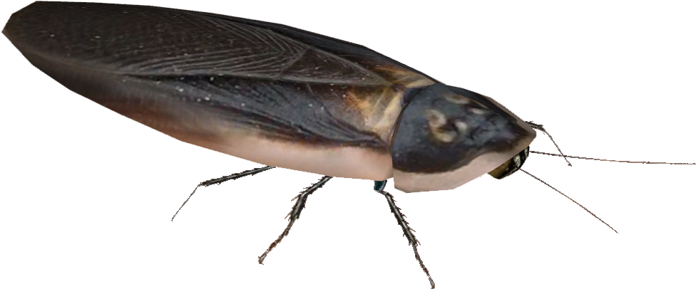 Close Up Cockroach Isolated PNG Image