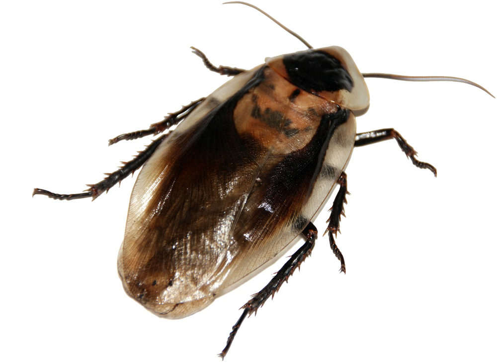 Close Up Cockroach P N G Transparent Background PNG Image