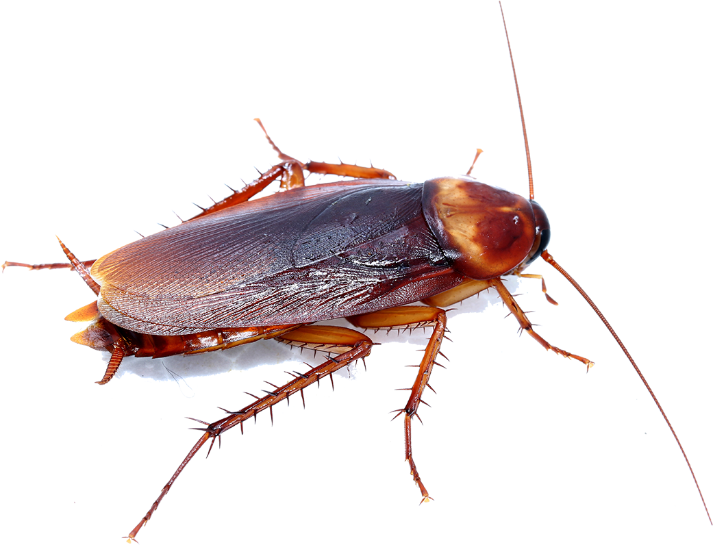 Close Up Cockroach Transparent Background PNG Image