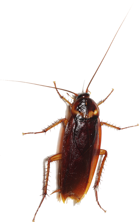 Close Up Cockroach Transparent Background PNG Image