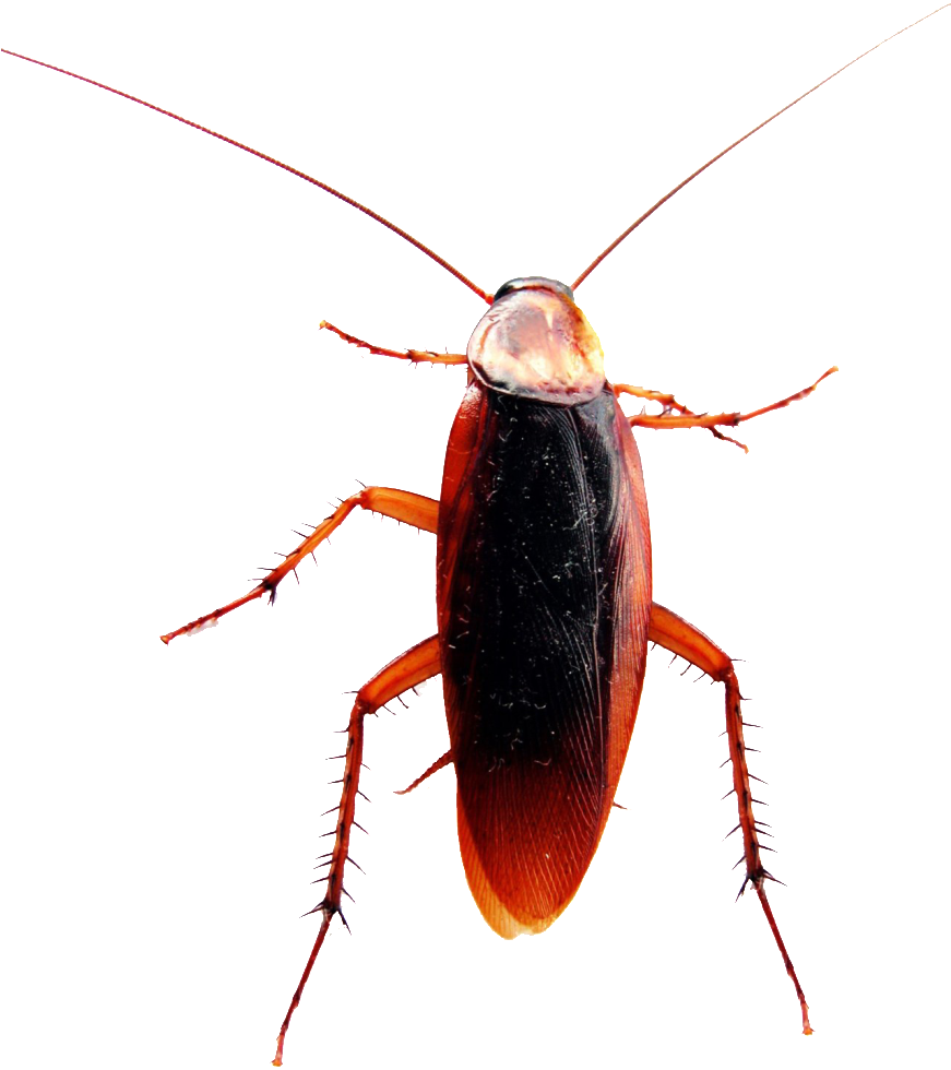 Close Up Cockroach Transparent Background PNG Image