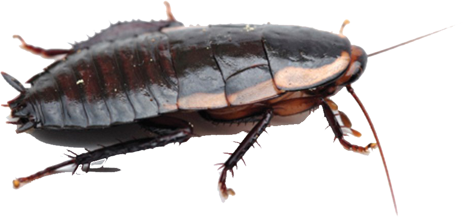 Close Up Cockroach Transparent Background PNG Image