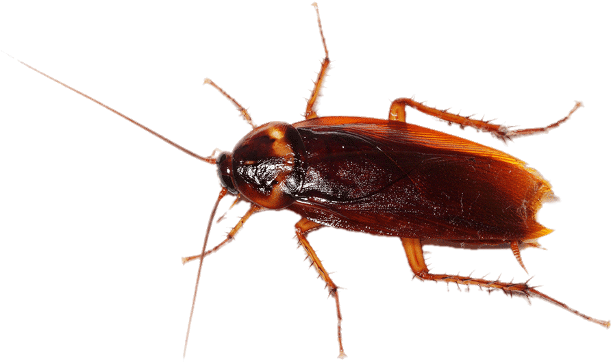 Close Up Cockroach Transparent Background PNG Image