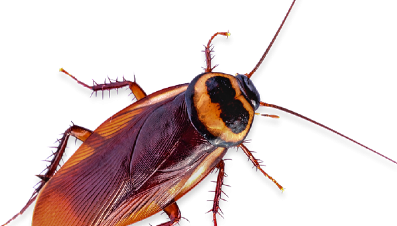 Close Up Cockroachon Transparent Background PNG Image