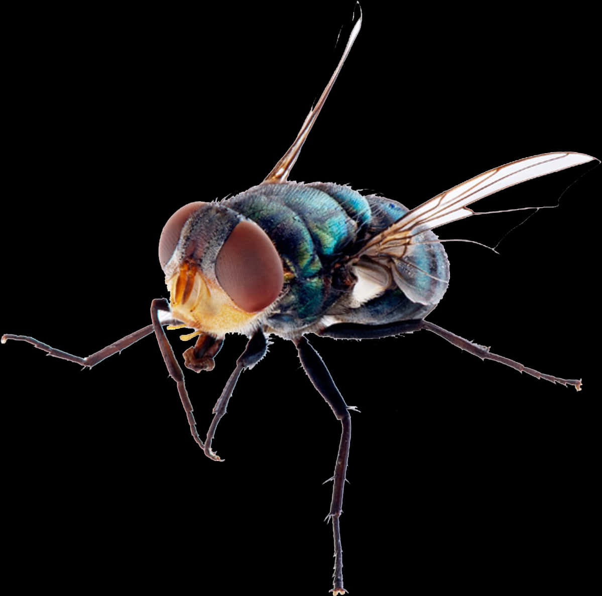 Close Up Common Housefly PNG Image