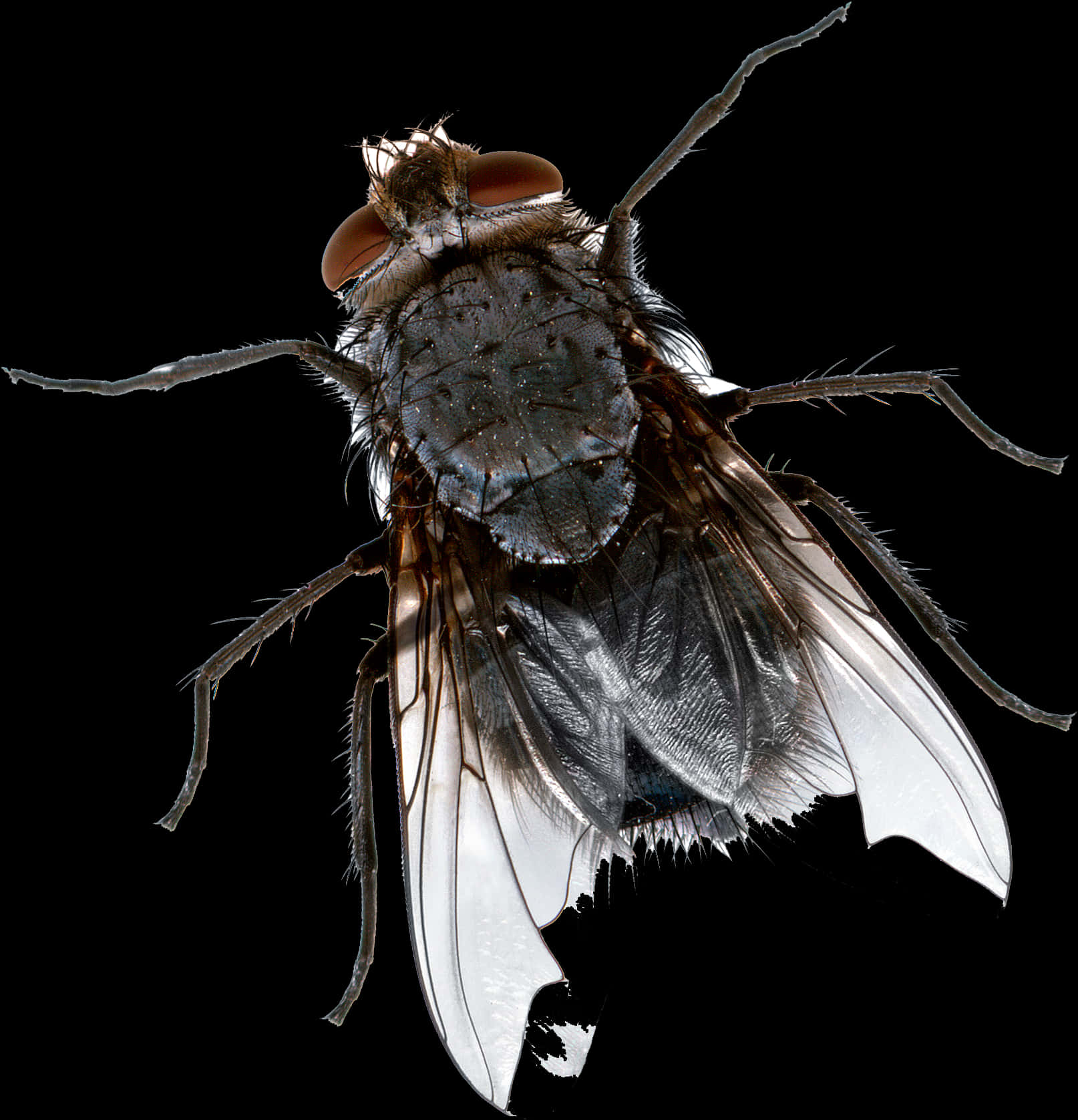 Close Up Common Housefly PNG Image