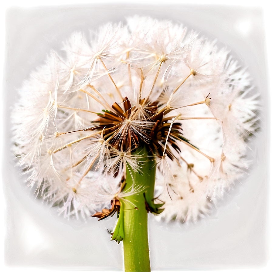 Close-up Dandelion Fluff Png Orm PNG Image