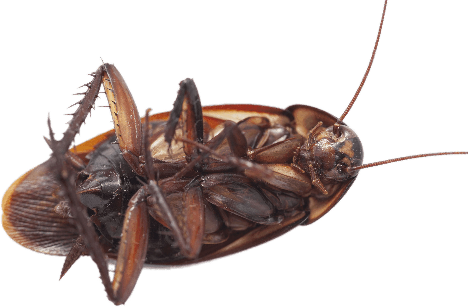 Close Up Dead Cockroach Transparent Background PNG Image