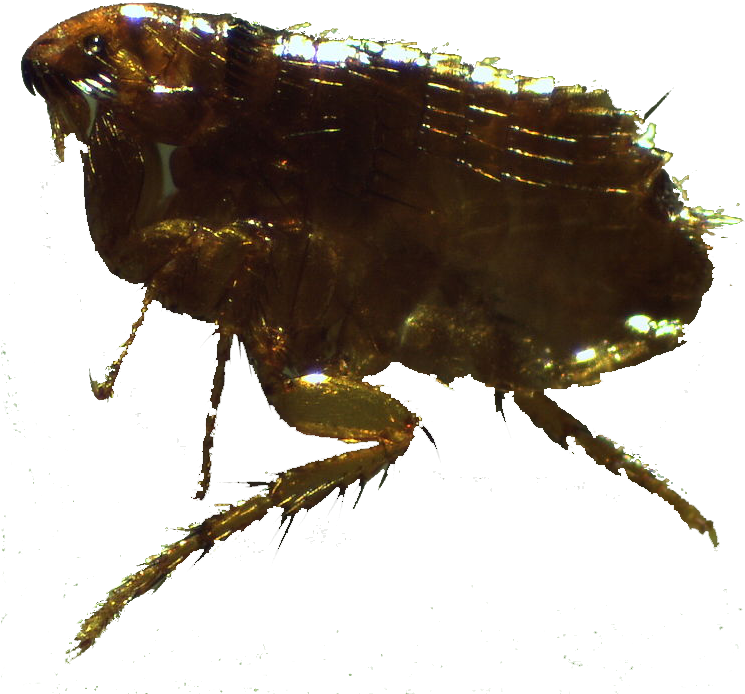 Close Up Flea Specimen PNG Image