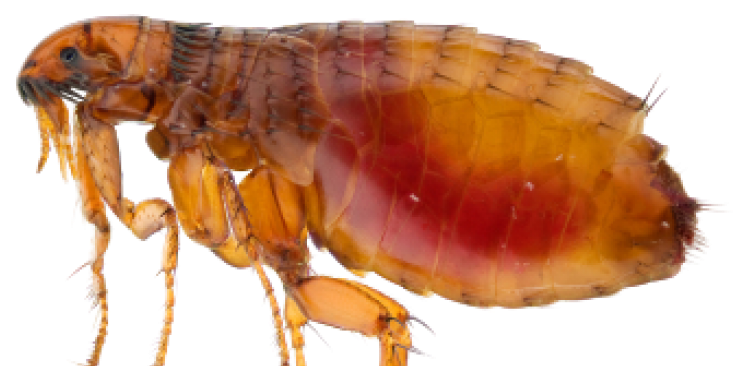 Close Up Flea Transparent Background PNG Image