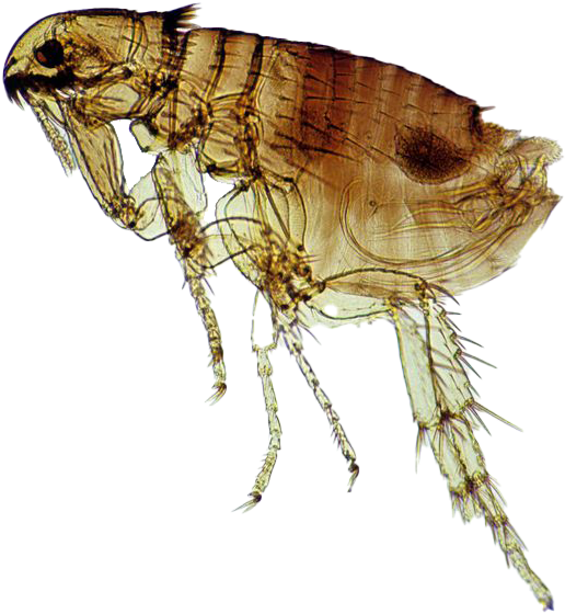 Close Up Flea Transparent Background PNG Image