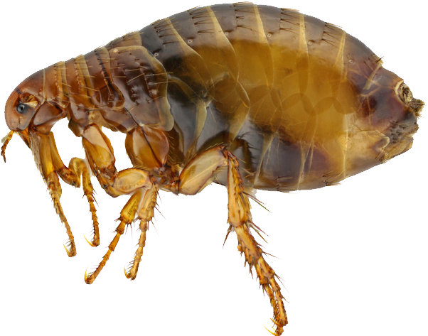 Close Up Flea Transparent Background.png PNG Image