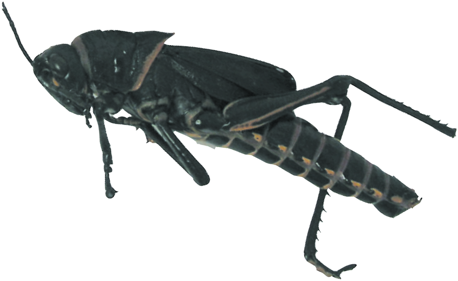 Close Up Grasshopper Isolated PNG Image