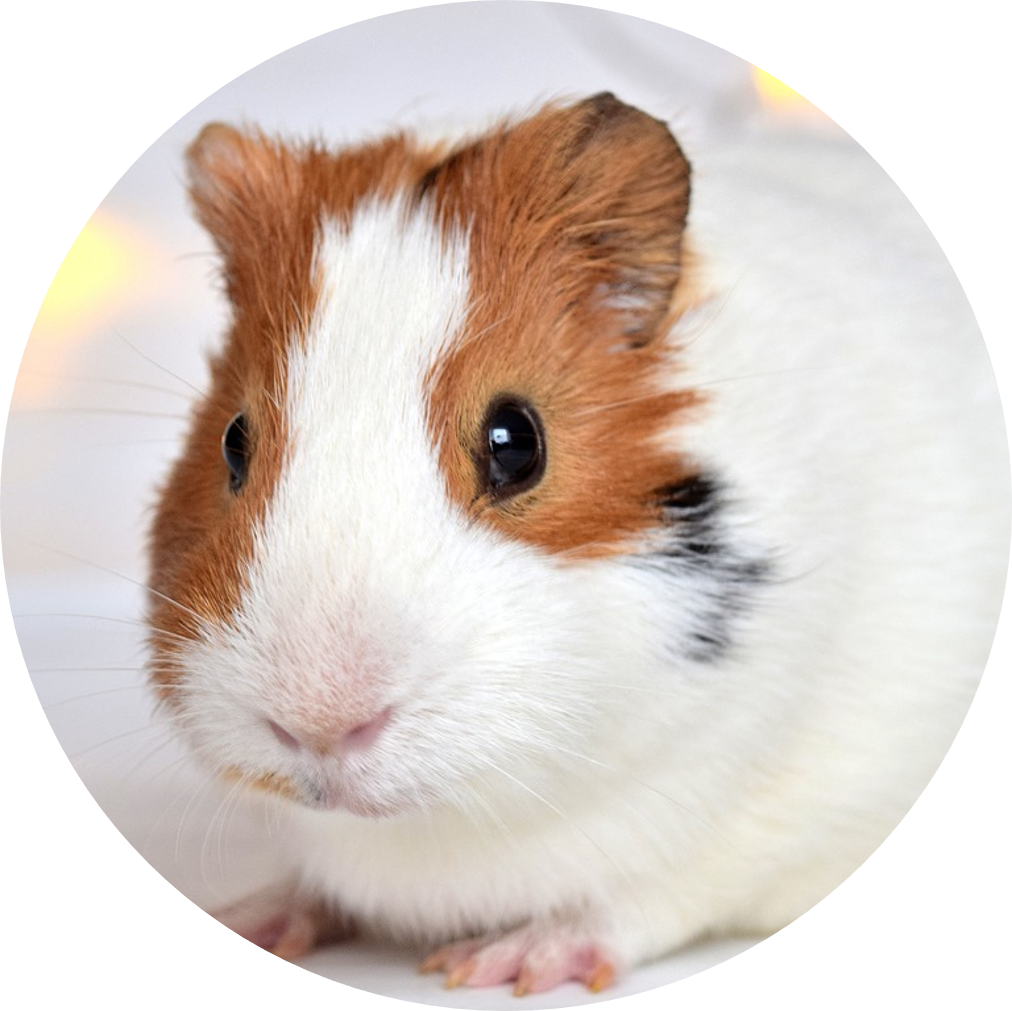 Close Up Guinea Pig Portrait PNG Image