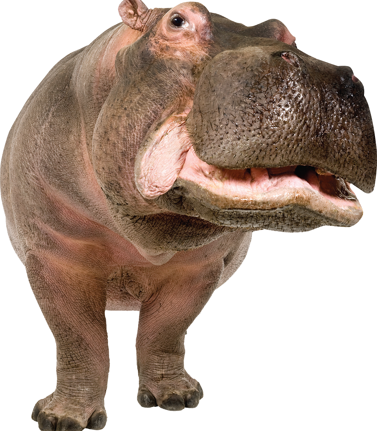 Close Up Hippo Smiling PNG Image