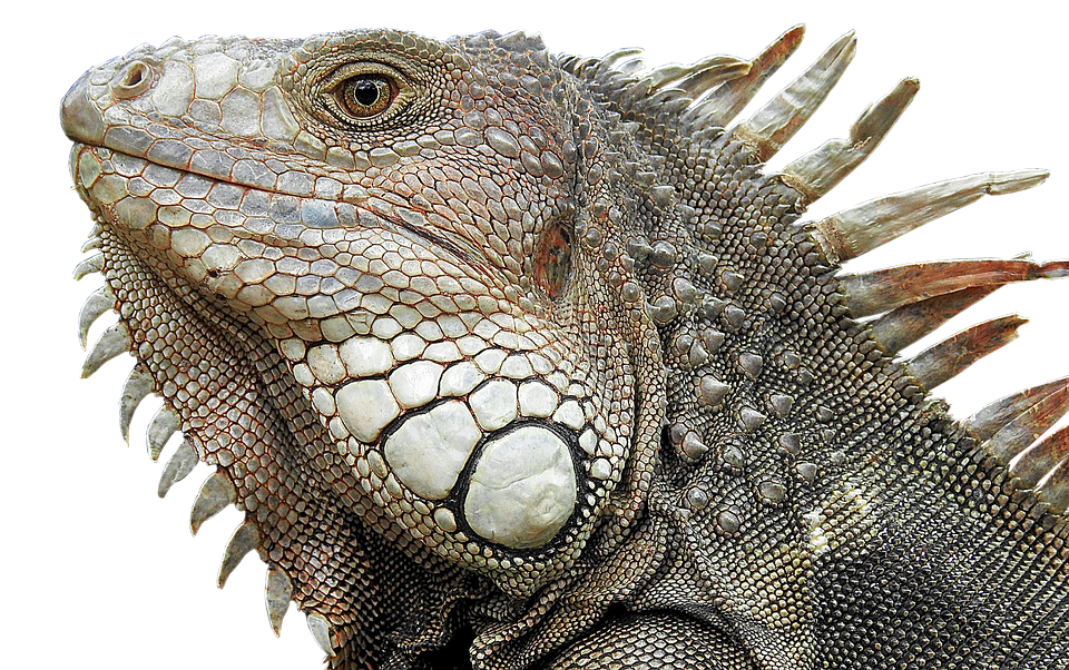 Close Up Iguana Portrait PNG Image