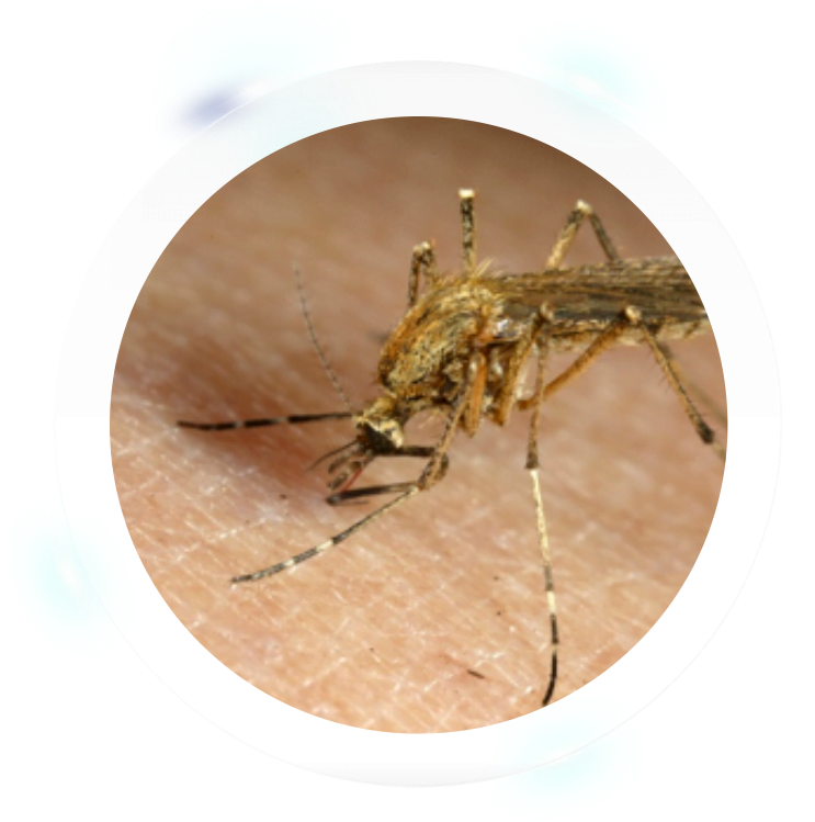 Close Up Mosquito Feeding PNG Image