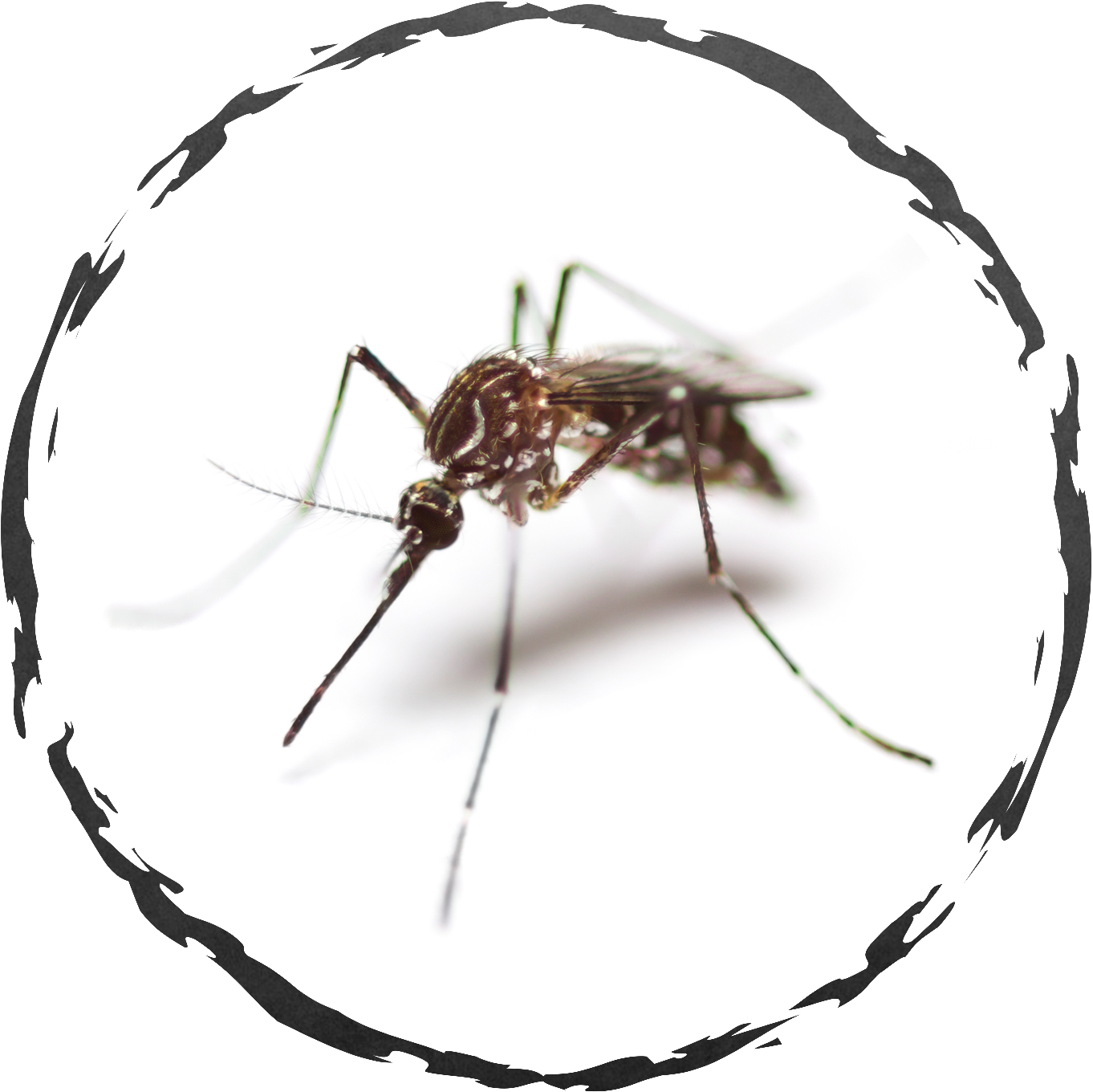 Close Up Mosquito Image PNG Image